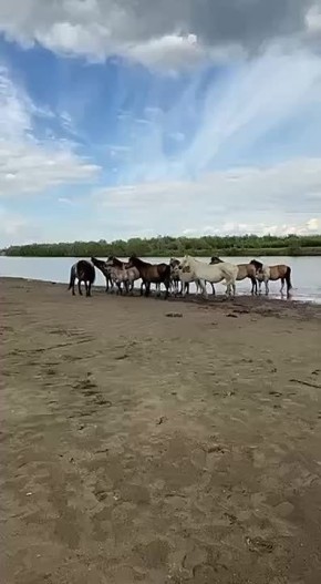     ,     
