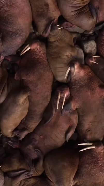 О чём же мечтают моржи во сне?