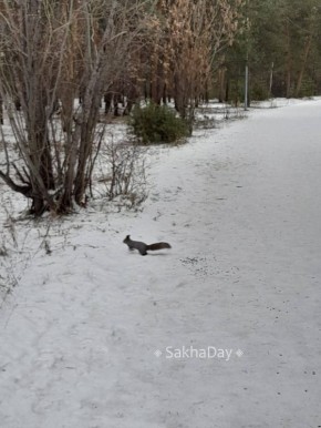 Сегодня в парке Якутска. #дляsakhaday