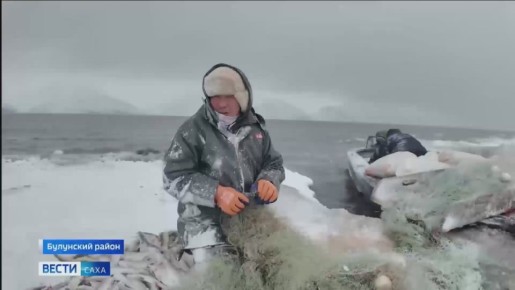 Ряпушка, муксун и нельма. В Якутск прибывают контейнеры со свежим уловом из Булунского района