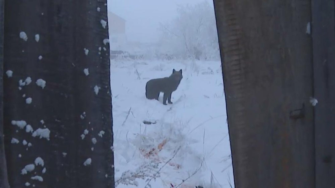 Более 3300 безнадзорных животных отловлено в Якутии с начала года