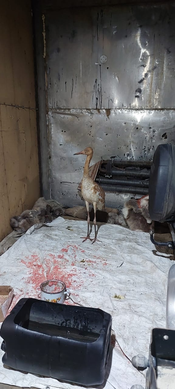 Найденного в усть-янской тундре птенца стерха по имени «Удьуор» готовят к отправке в Якутск Найденного в усть-янской тундре птенца стерха по имени «Удьуор» готовят к отправке в Якутск