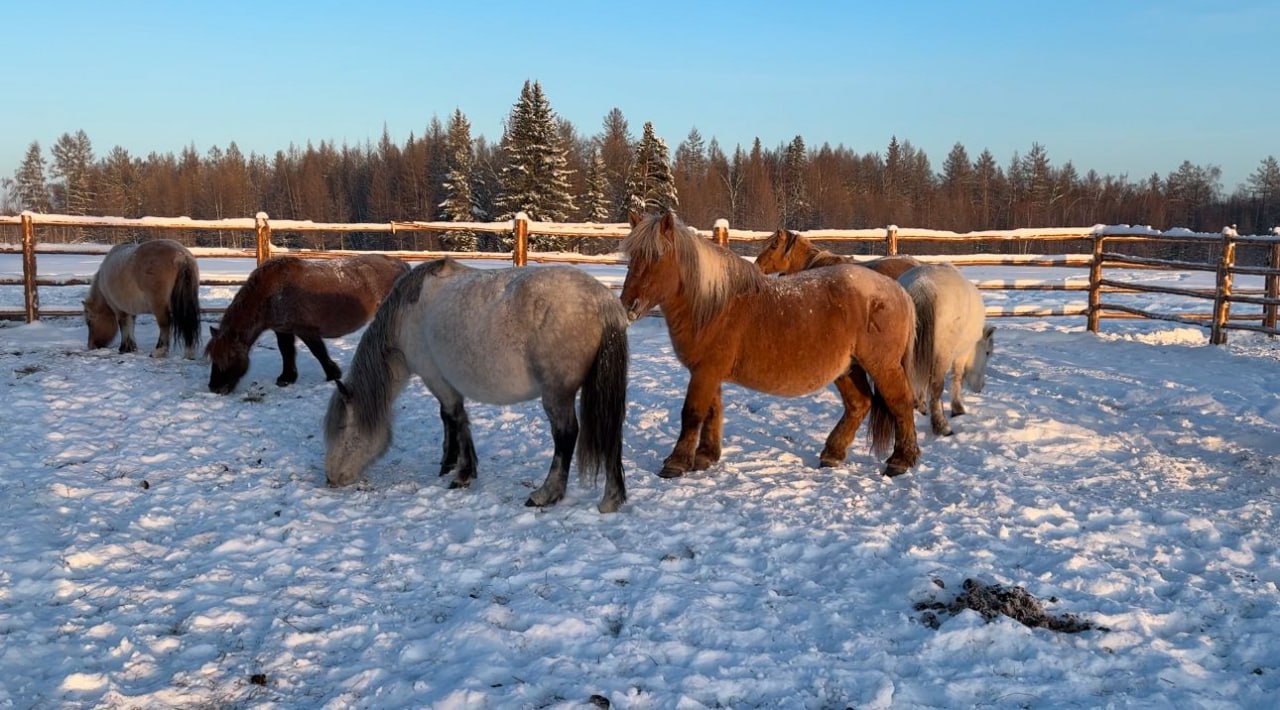 Хотугу улуустарга сылгы кыстыга кыараннаах буолара, бэлиэр, билиннэ