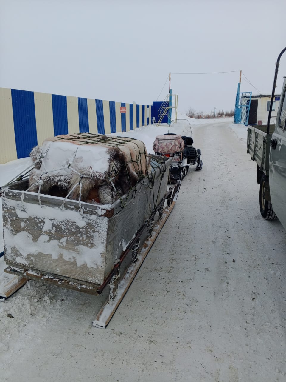 Найденного в усть-янской тундре птенца стерха по имени «Удьуор» готовят к отправке в Якутск Найденного в усть-янской тундре птенца стерха по имени «Удьуор» готовят к отправке в Якутск