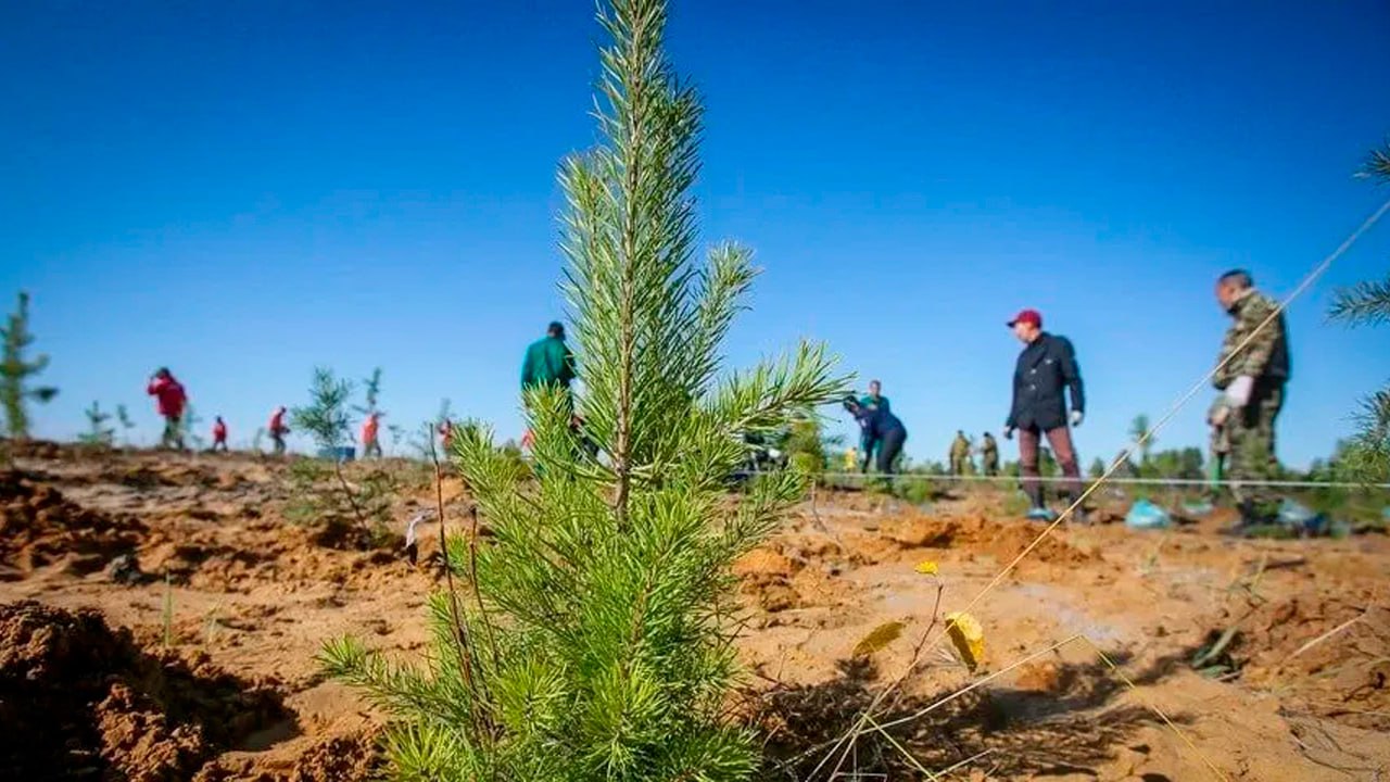 В Якутии подвели итоги лесовосстановительных работ