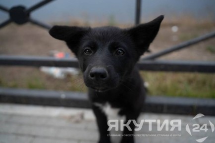 Более трех тысяч безнадзорных животных отловили в Якутии с начала года
