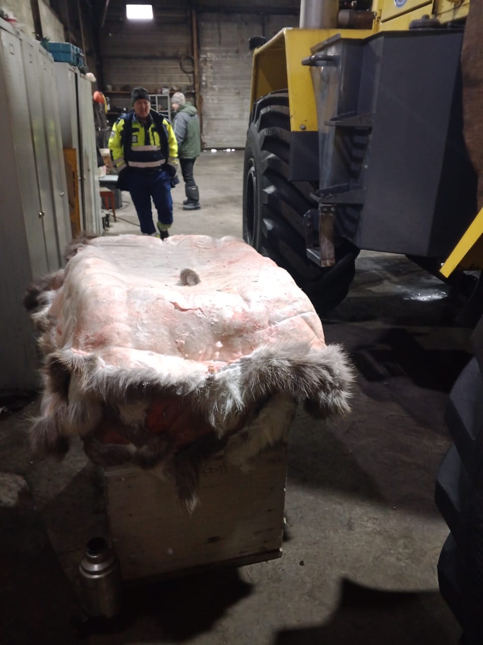 Найденного в усть-янской тундре птенца стерха по имени «Удьуор» готовят к отправке в Якутск Найденного в усть-янской тундре птенца стерха по имени «Удьуор» готовят к отправке в Якутск