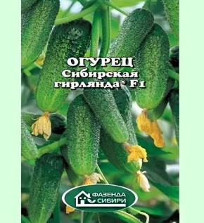 Сибирская гирлянда: как новый гибрид огурцов спас урожай