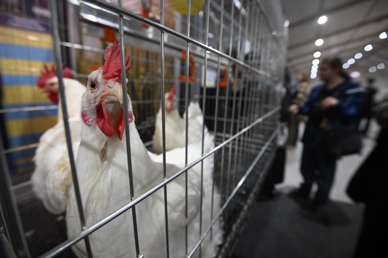 Россельхознадзор проконтролировал авиаперевозку 4,5 тысяч кур из Якутии на Чукотку