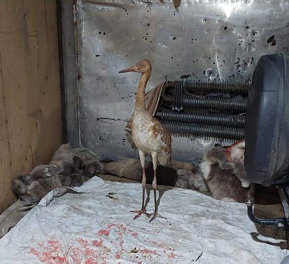 #Пушистыеновости: Найденного в усть-янской тундре птенца стерха доставят в Якутск