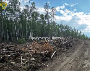 В Хангаласском районе прокуратура направила в суд уголовное дело о незаконной рубке лесных насаждений в особо крупном размере