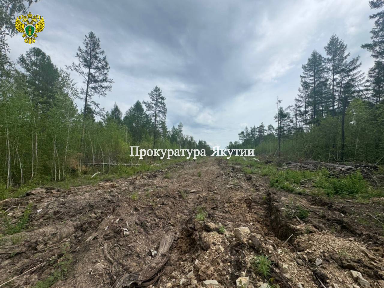 В Хангаласском районе прокуратура направила в суд уголовное дело о незаконной рубке лесных насаждений в особо крупном размере В Хангаласском районе прокуратура направила в суд уголовное дело о незаконной рубке лесных насаждений в особо крупном размере