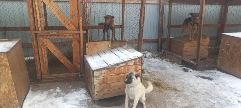 26 ыт приютка хараллар. Нам сэлиэнньэтигэр баар ыт приютугар, дьиэ кыыллара бары тус-туунан вольердарга тураллар