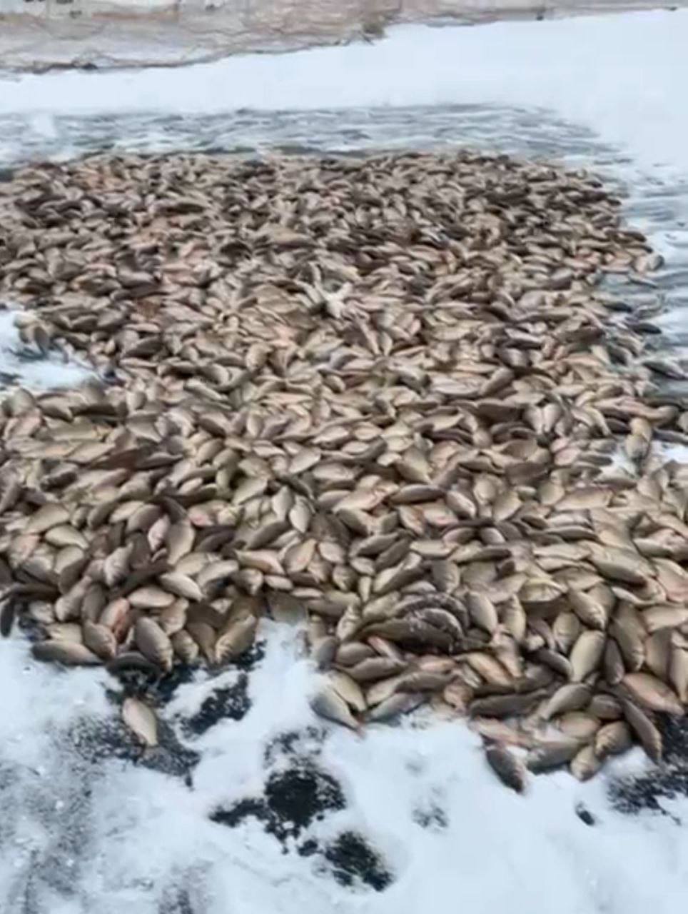 БАЙАНАЙ ЫЙА ММТНЭН!. Алтынньы ый тиэх кнгэр 3 нэилиэк дьоно-сэргэтэ, Тл 3, Тарат 2, Тумул 1 муханан кыттыан - барыта 6 муханан Сэгэлэйи балыктаатылар БАЙАНАЙ ЫЙА ММТНЭН!. Алтынньы ый тиэх кнгэр 3 нэилиэк дьоно-сэргэтэ, Тл 3, Тарат 2, Тумул 1 муханан кыттыан - барыта 6 муханан Сэгэлэйи балыктаатылар