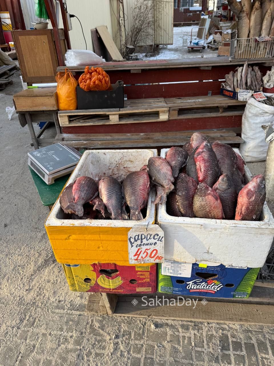 Караси и кальмары по одной цене, ряпушка 500-650 рублей, кровяная колбаса 1 тыс., масло 1500, жеребятина от 1000 до 1800 рублей- делимся сегодняшними ценами на рынке Якутска Караси и кальмары по одной цене, ряпушка 500-650 рублей, кровяная колбаса 1 тыс., масло 1500, жеребятина от 1000 до 1800 рублей- делимся сегодняшними ценами на рынке Якутска