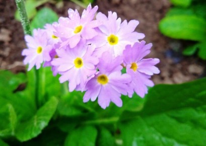 Секреты зимнего посева: семена цветов для стратификации в январе