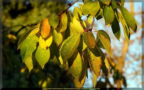 Осенние секреты ухода за вишней: как подготовить дерево к зиме