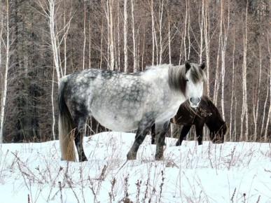Кумааыга былаан уонна олоххо баарынан: хотоо т с, сыыыга хас сылгы кыстатыллыахтарай?