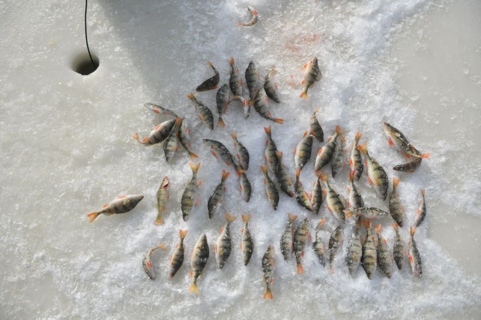 В Якутии с первыми морозами началась пора мунха