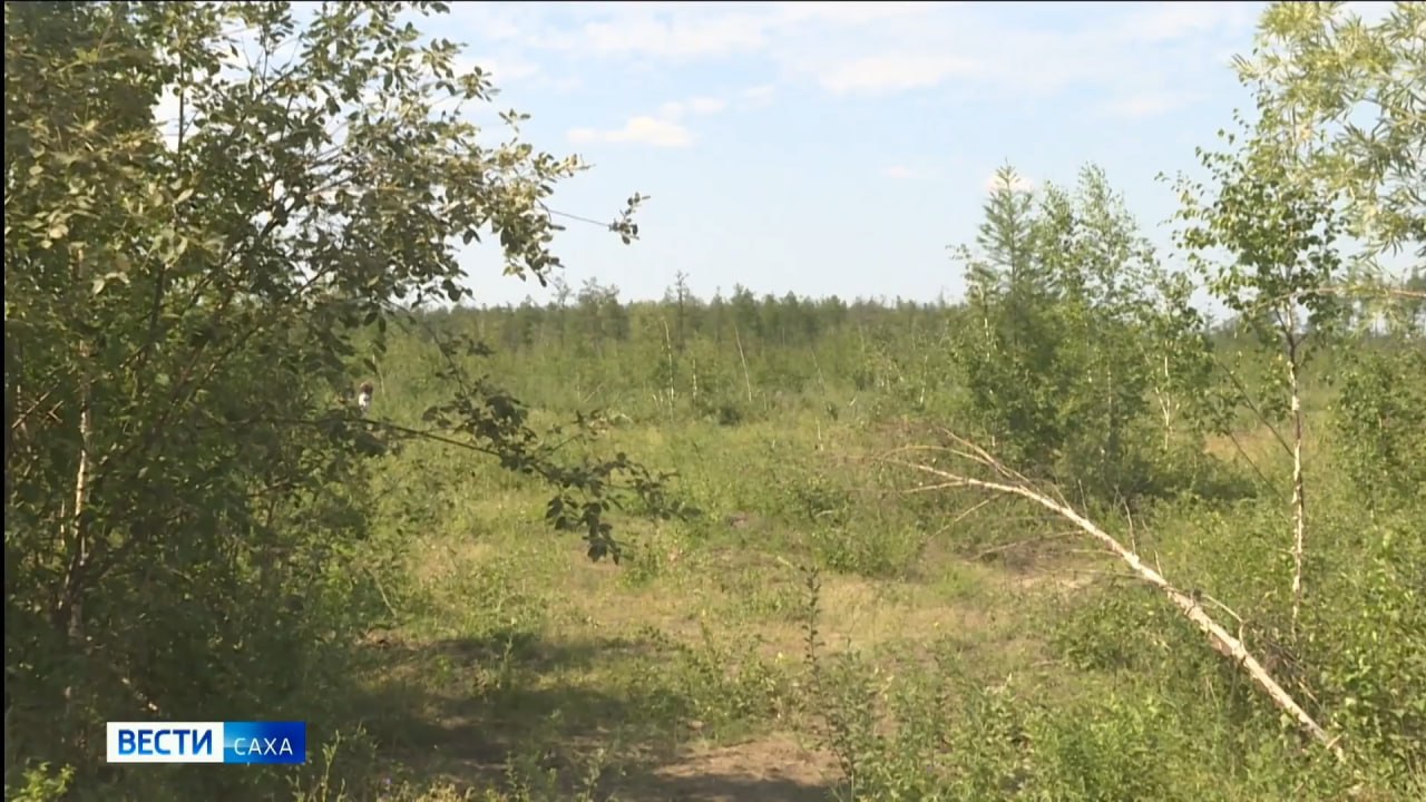 В Якутии значительно сократили ущерб лесному фонду от пожаров