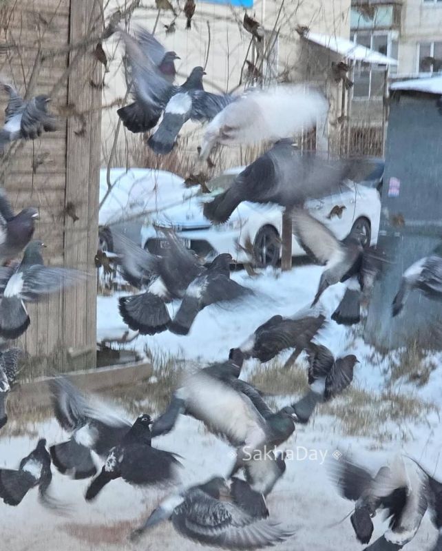 Голуби. Знаю, что к голубям относятся предвзято, но меня радует любая частичка живой природы в городе Голуби. Знаю, что к голубям относятся предвзято, но меня радует любая частичка живой природы в городе