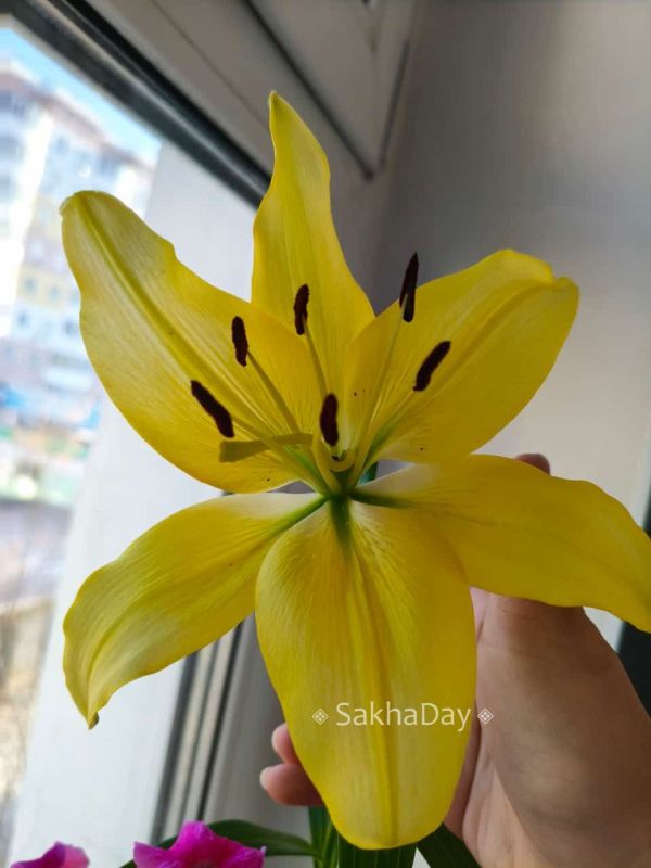 Есть в Якутске подоконник, там лилии цветут… Есть в Якутске подоконник, там лилии цветут…