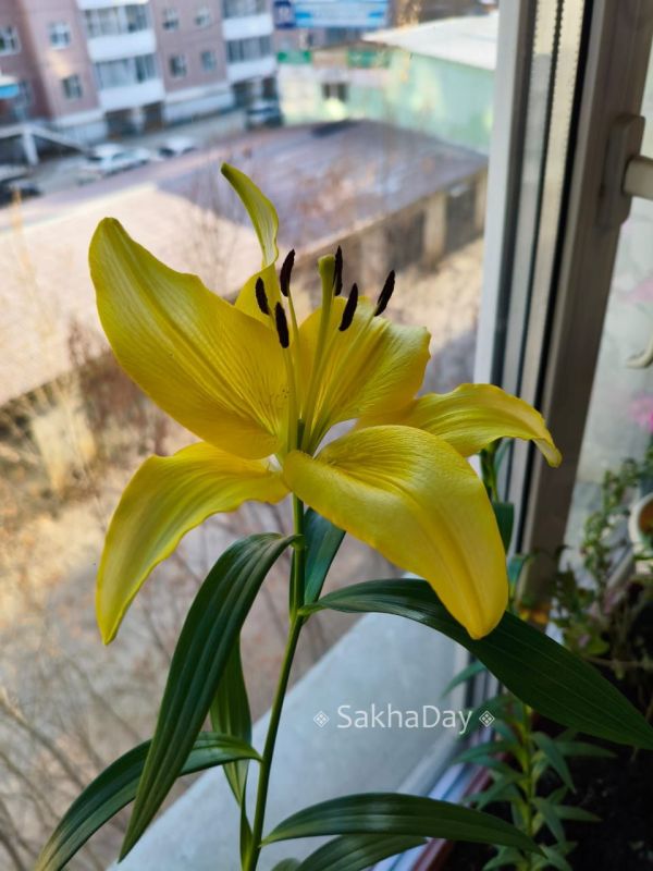 Есть в Якутске подоконник, там лилии цветут… Есть в Якутске подоконник, там лилии цветут…