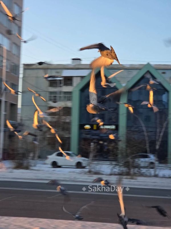 Голуби. Знаю, что к голубям относятся предвзято, но меня радует любая частичка живой природы в городе Голуби. Знаю, что к голубям относятся предвзято, но меня радует любая частичка живой природы в городе