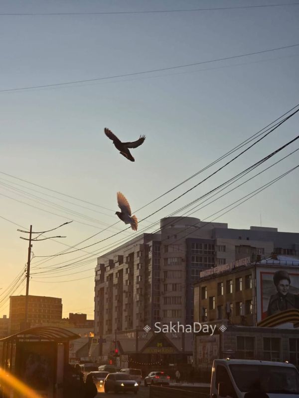 Голуби. Знаю, что к голубям относятся предвзято, но меня радует любая частичка живой природы в городе Голуби. Знаю, что к голубям относятся предвзято, но меня радует любая частичка живой природы в городе