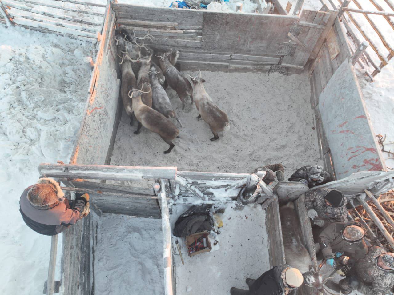 Табаны иитии салаата: хотугу улуустарга к хараал кргмнээхтик ыытылла турар Табаны иитии салаата: хотугу улуустарга к хараал кргмнээхтик ыытылла турар