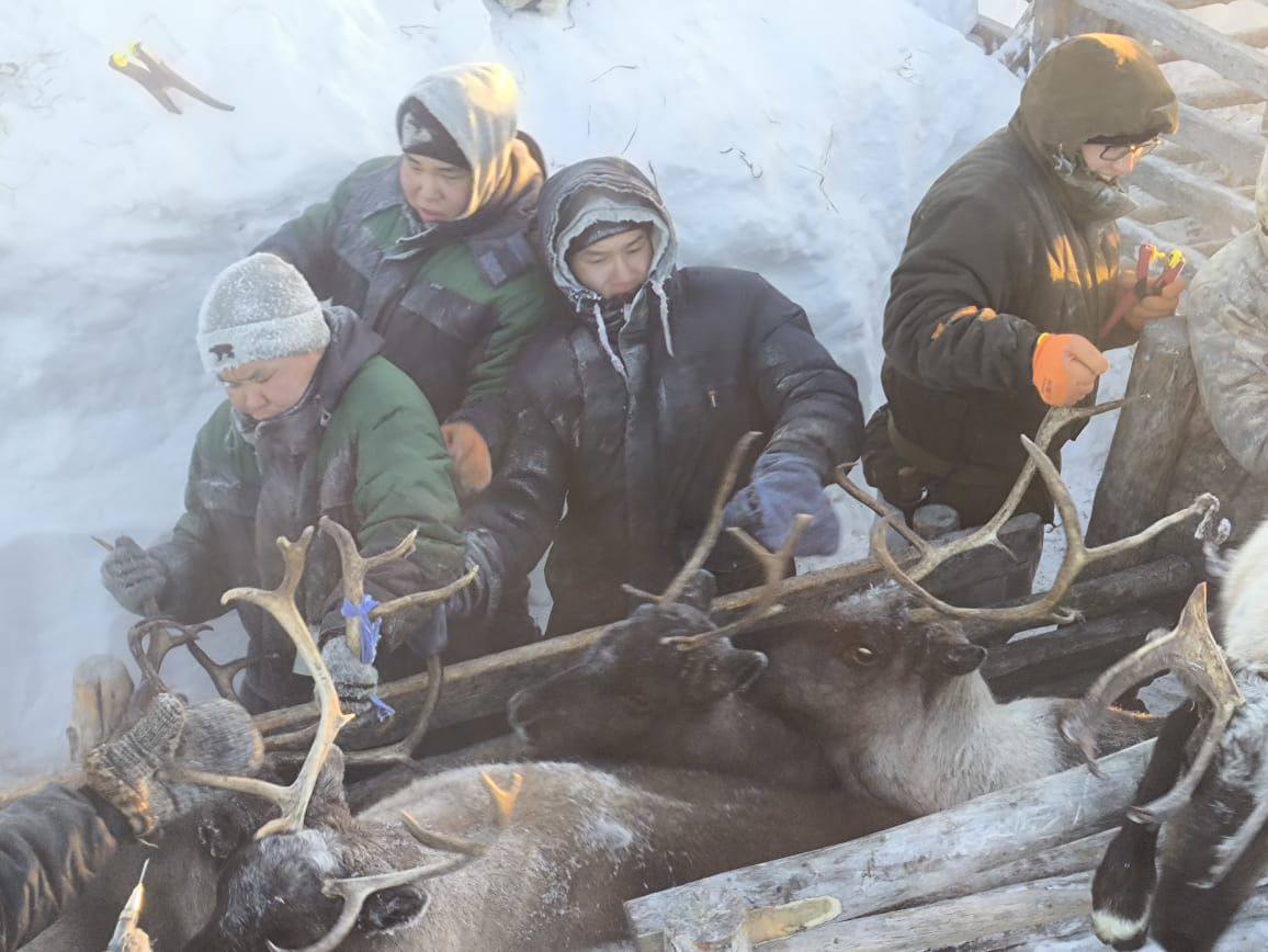 Табаны иитии салаата: хотугу улуустарга к хараал кргмнээхтик ыытылла турар Табаны иитии салаата: хотугу улуустарга к хараал кргмнээхтик ыытылла турар