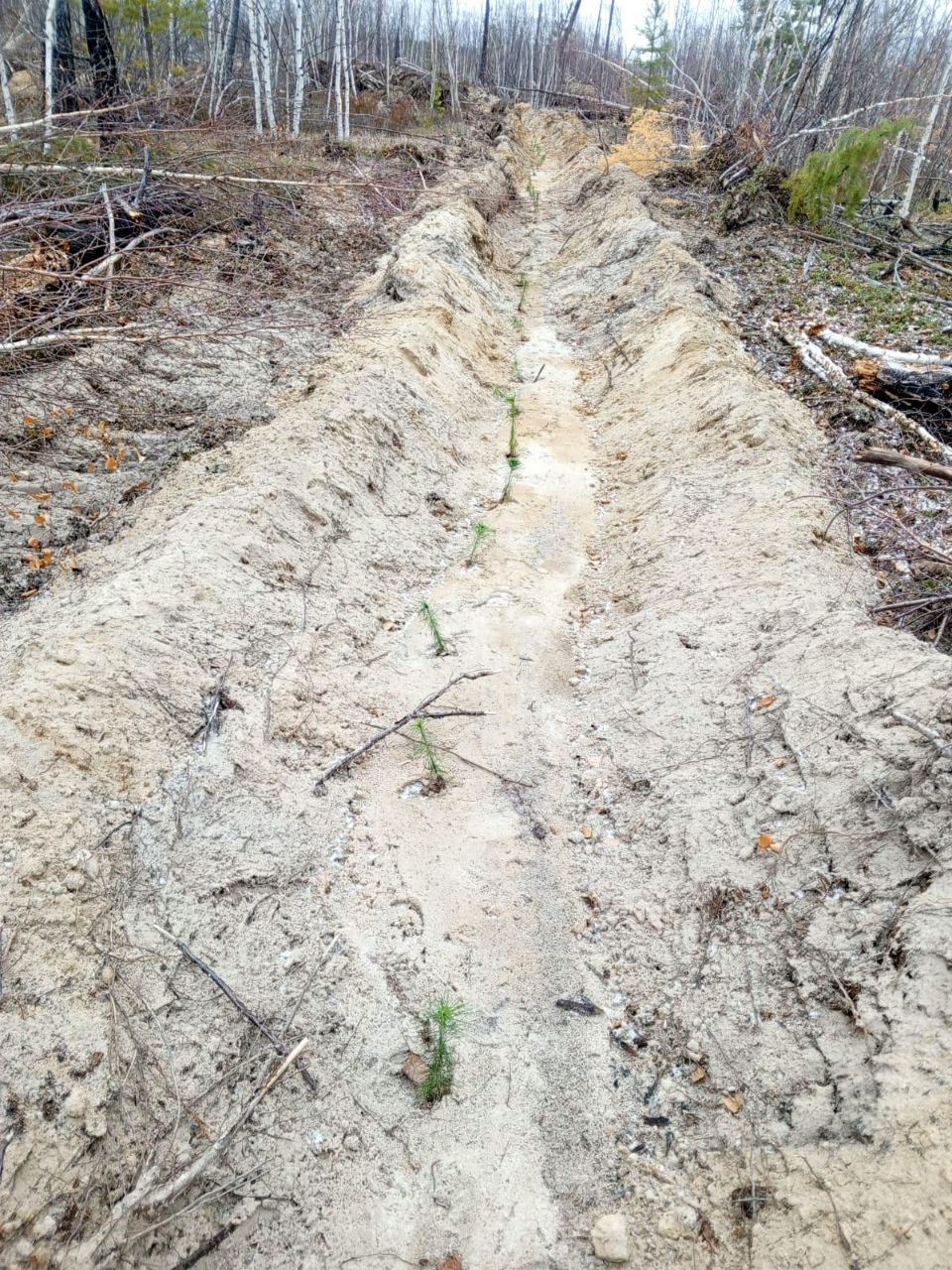 В Якутии высадили лес для компенсации стройки Ленского моста В Якутии высадили лес для компенсации стройки Ленского моста