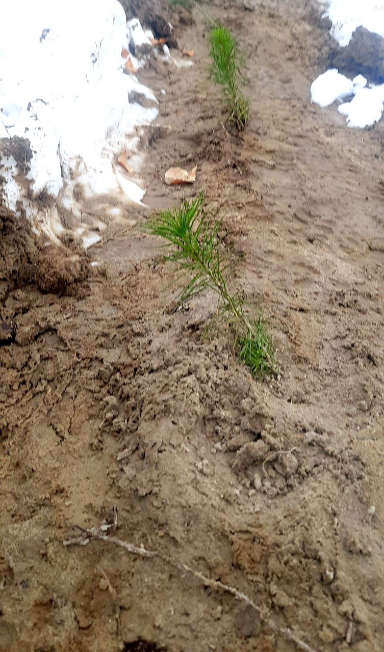 В Якутии высадили лес для компенсации стройки Ленского моста В Якутии высадили лес для компенсации стройки Ленского моста