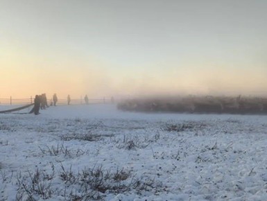 Корализация домашних северных оленей проходит в Якутии