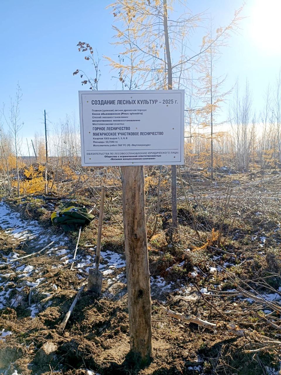 В Якутии высадили лес для компенсации стройки Ленского моста