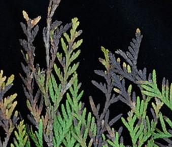 Проблемы с хвоей туи: причины потемнения и меры по их устранению