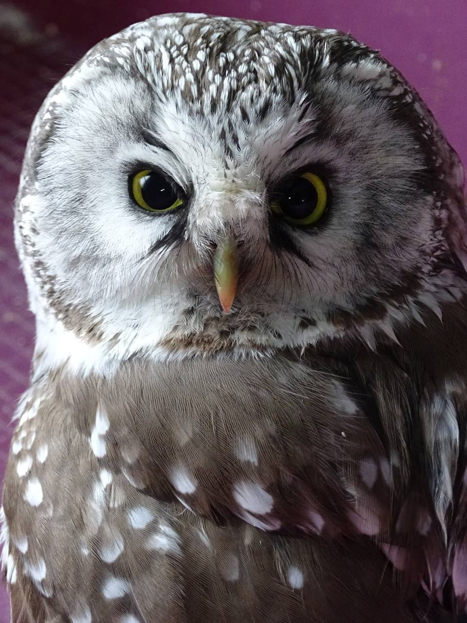 Совенок, найденный в Якутске, в настоящее время находится на карантине в Республиканском зоопарке «Орто дойду»