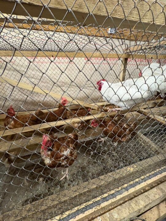 Кустуур орто оскуолатын бырайыага олоххо киирдэ! Кустуур орто оскуолатын бырайыага олоххо киирдэ!