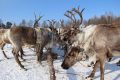 Корализация оленей началась на севере Якутии