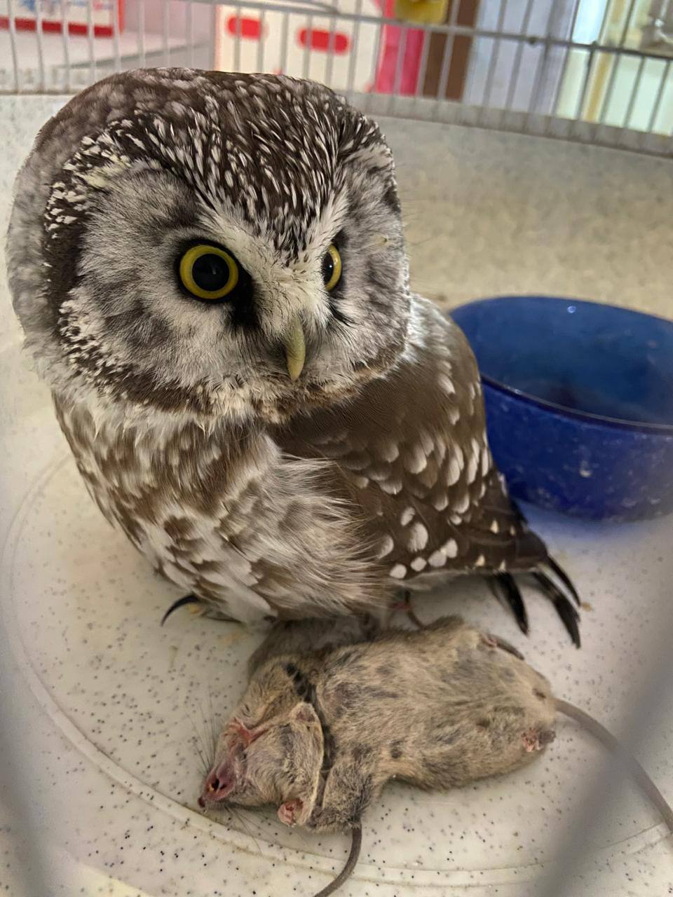 Совенок, найденный в Якутске, в настоящее время находится на карантине в Республиканском зоопарке «Орто дойду» Совенок, найденный в Якутске, в настоящее время находится на карантине в Республиканском зоопарке «Орто дойду»