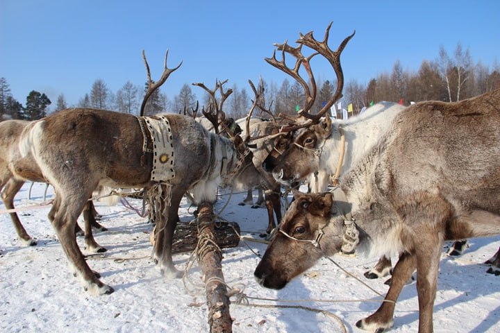 Корализация оленей началась на севере Якутии
