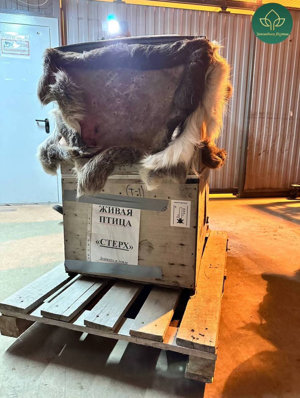 «Полет стерха»: спасённый птенец Удьуор прибыл в Якутск «Полет стерха»: спасённый птенец Удьуор прибыл в Якутск