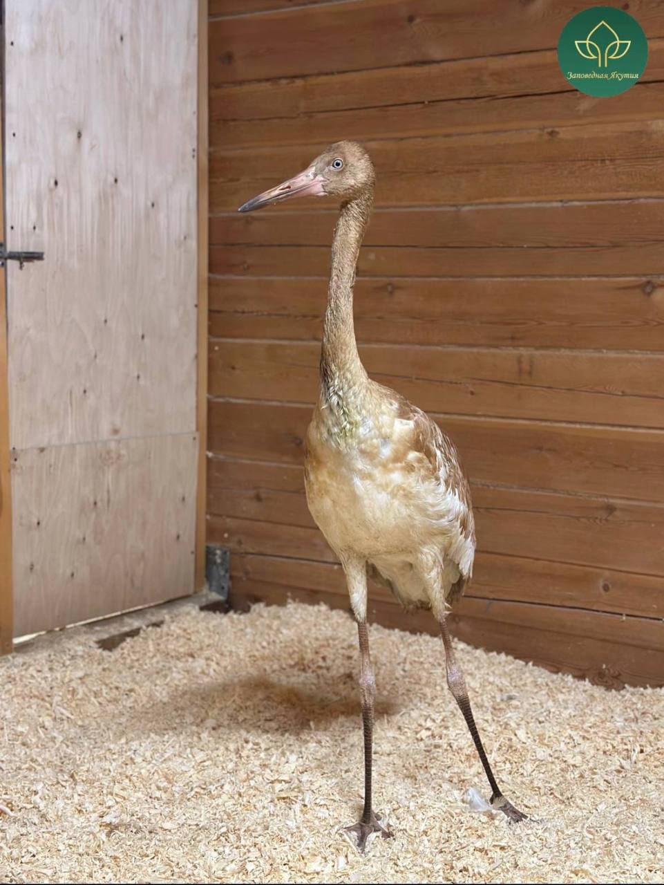 «Полет стерха»: спасённый птенец Удьуор прибыл в Якутск «Полет стерха»: спасённый птенец Удьуор прибыл в Якутск