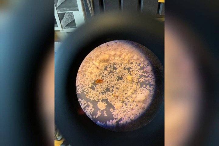 Ученые стали ближе к раскрытию тайны кембрийского взрыва Ученые стали ближе к раскрытию тайны кембрийского взрыва