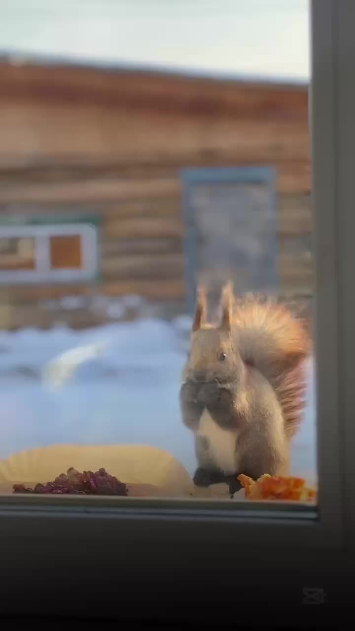 #Милота«Белкин завтрак у окна: милые моменты нашей природы!»