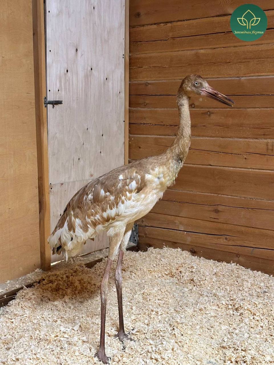 «Полет стерха»: спасённый птенец Удьуор прибыл в Якутск «Полет стерха»: спасённый птенец Удьуор прибыл в Якутск