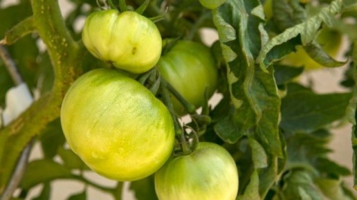 Как осенняя обработка даёт гарантированный урожай: история успеха огородника