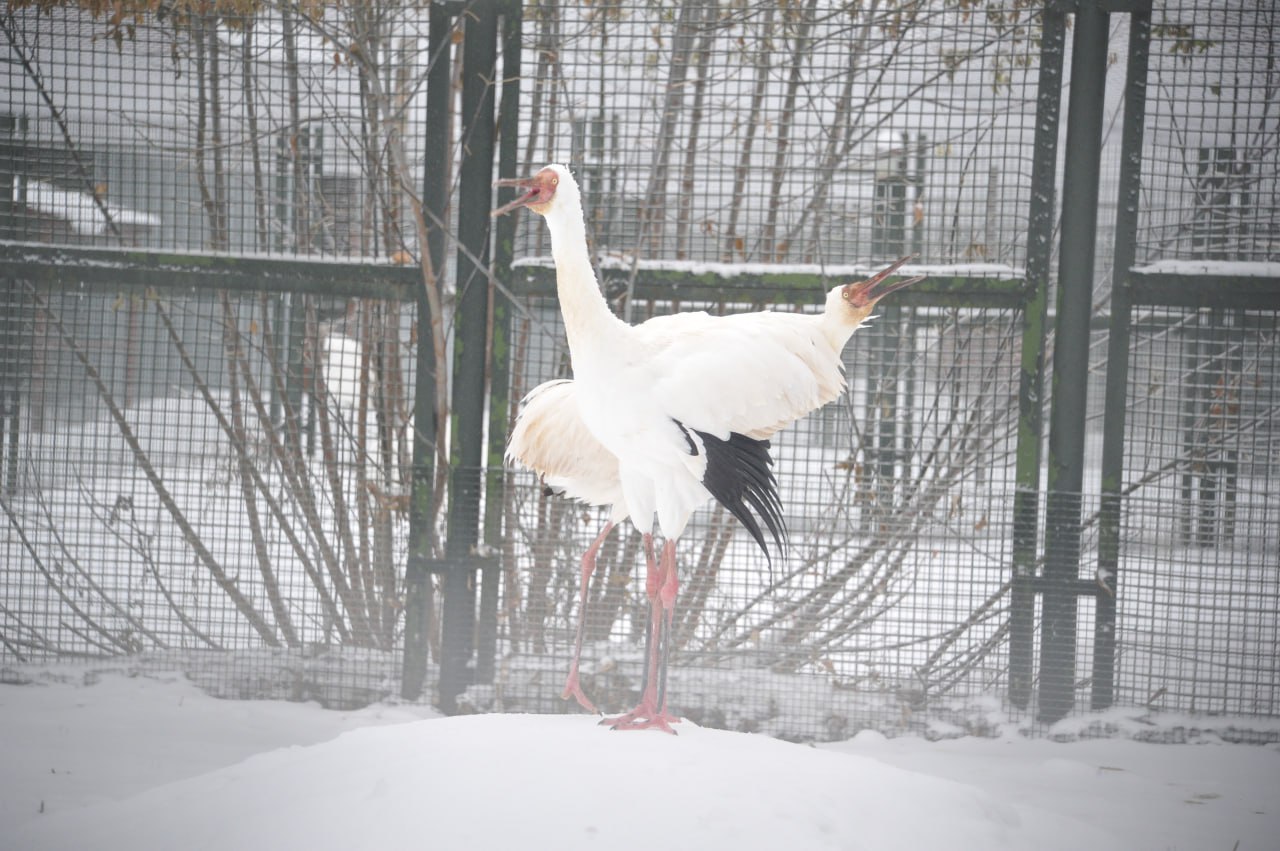 В Якутии спасли редкого птенца стерха, найденного в тундре