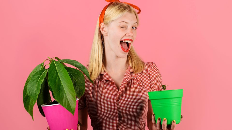 Комнатные растения выживут даже на южном окне: вот что делают хитрые цветоводы