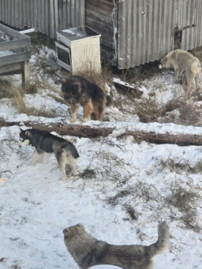 Анаабырга бэйдиэ сылдьар ыт кыалата сытыытык турар